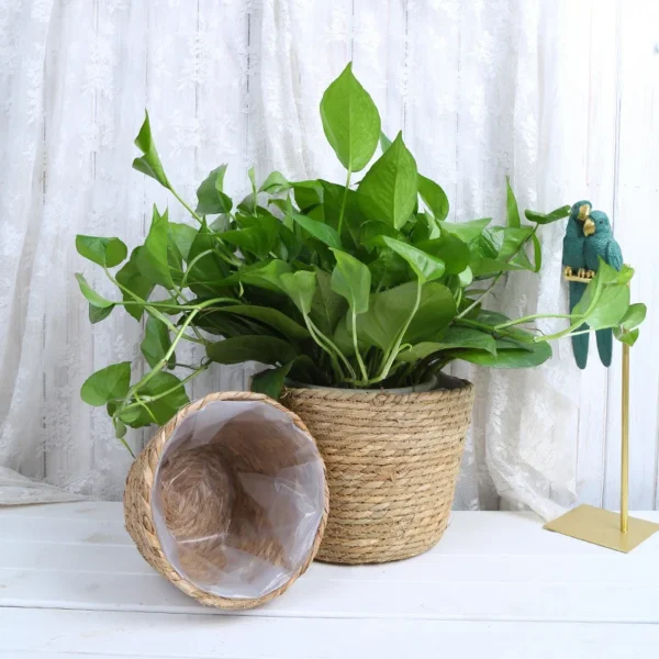 Straw Weaving Flower Plant Pot - Image 3